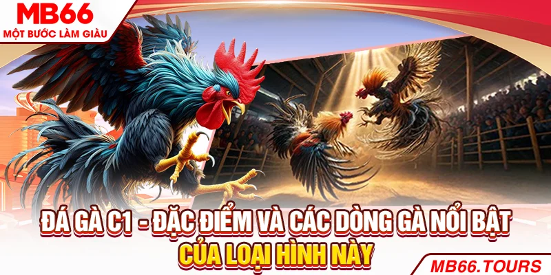 Đá gà C1