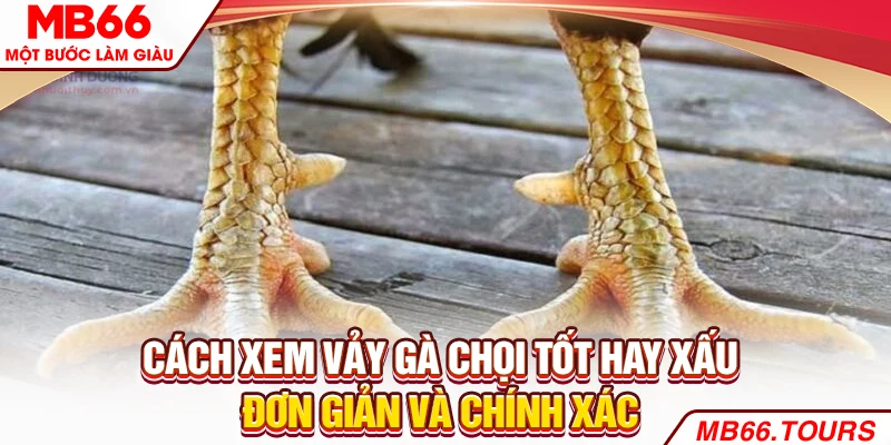 Cách xem vảy gà chọi