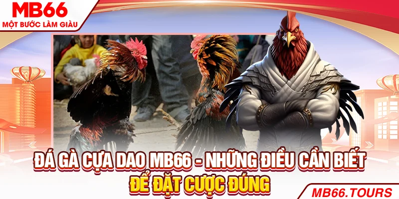 Đá gà cựa dao