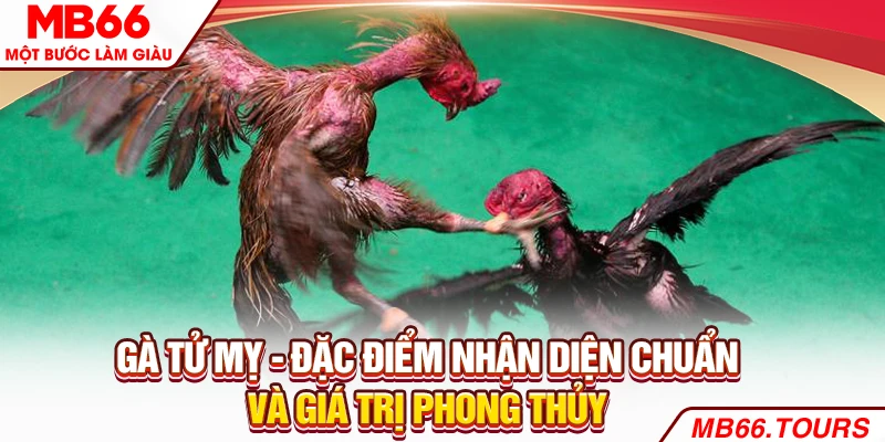 Gà Tử Mỵ